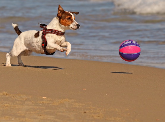 Dog Catching a ball